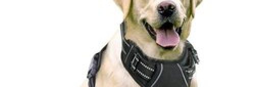 dog-body-harness-500x500